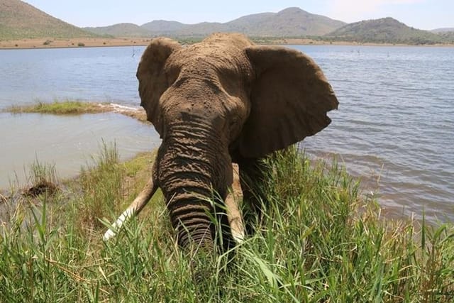 Mavusu grazing alongside Mankwe Dam